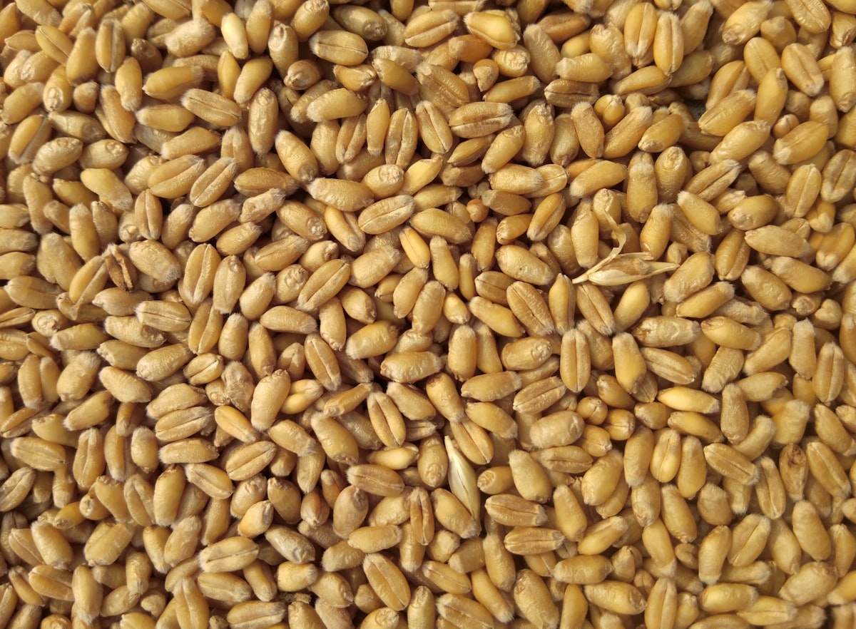 Family Choice wheat